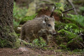 Wildschwein, Frisling (junges Wildschwein) kommt aus der Paarung