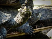 Turtles in front of the Angurukaramulla Temple