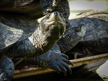 Schildkröten vor dem Angurukaramulla-Tempel