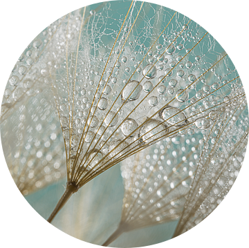 Fris lentegevoel! Kleine waterdruppeltjes hangen aan de pluisjes van de Tragopogon van Marjolijn van den Berg