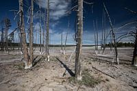 Mysterieuze bomen in Yellowstone
