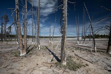 Mysterieuze bomen in Yellowstone van De wereld door de ogen van Hictures