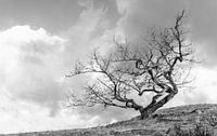 Tree black/White