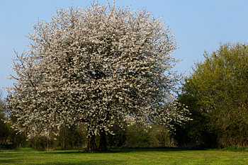 Natur