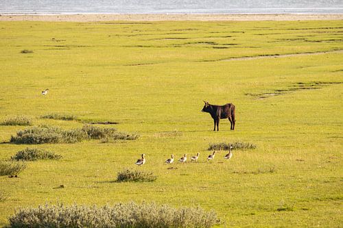 Traversée de la famille des oies