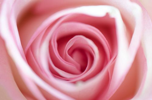 Spring: The pink rose