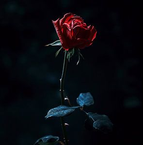 Rote Rose