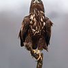 White Tailed Eagle von Menno Schaefer