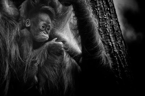 mère et enfant orang-outan