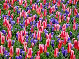 Bloemetjesgordijn by Ton van Buuren