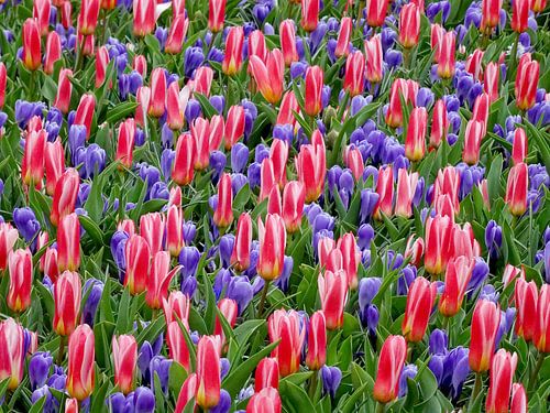 Bloemetjesgordijn