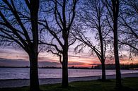 Lakeside trees by michael regeer thumbnail