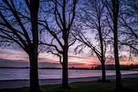Lakeside trees
