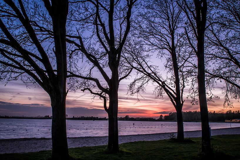 Lakeside trees by michael regeer