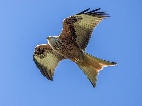 Ein vorbeifliegender Rotmilan