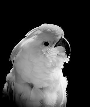 The Cockatoos by Hennie Zeij
