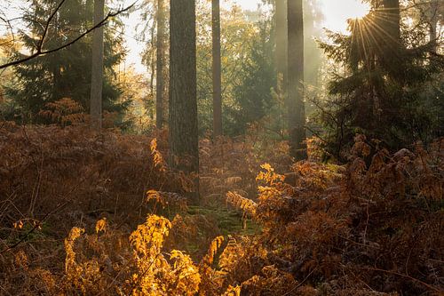 Herfst in het Bergherbos