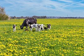 Black and white cow with calves grazing in pasture with yellow dandelions by Ben Schonewille