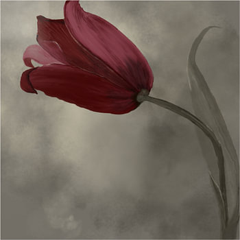Ottoman Tulip