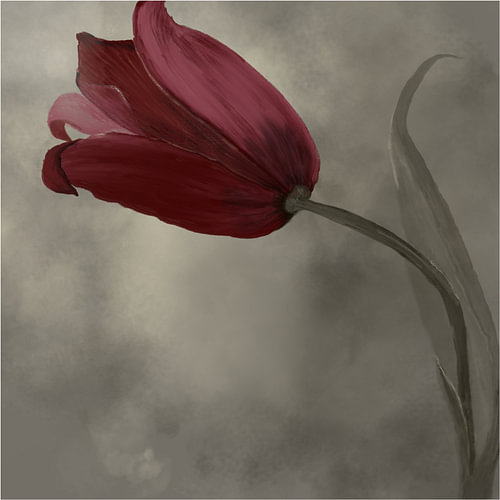 Tulipe ottomane