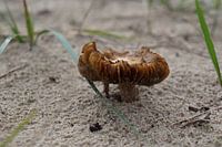 in the sand