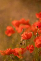 mohn