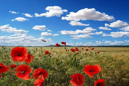 Klaproos in een graanveld onder een blauwe hemel