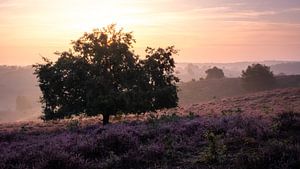 Zonsopkomst Posbank van Jeroen Linnenkamp