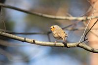 Robin