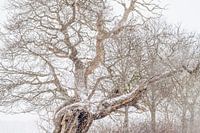 Winterlandschaft