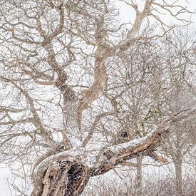 Winterlandschap van Iris Brummelman