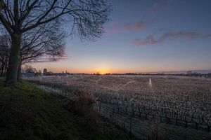 Irrigation d'un verger de fruits sur Moetwil en van Dijk - Fotografie