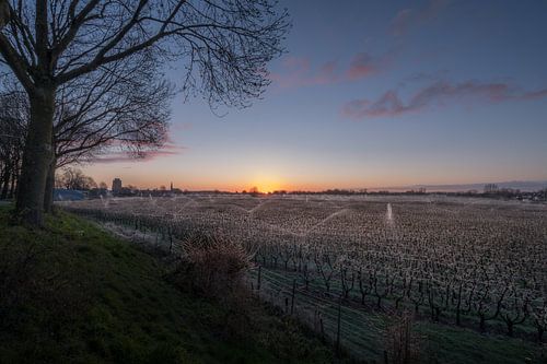 Beregenen fruitboomgaard