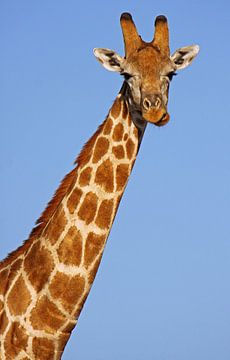 The Giraffe - Africa wildlife by W. Woyke