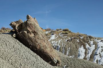 De-na-zin wildernis gebied- versteend hout, Bisti Badlands, New Mexico USA van Frank Fichtmüller