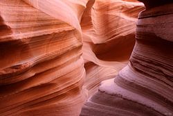 de geheimen van de natuur X