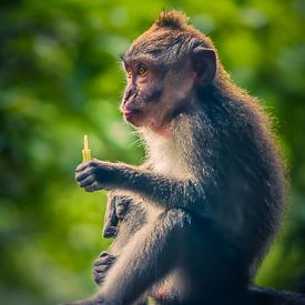 Monkey Forest Ubud by Bianca  Hinnen