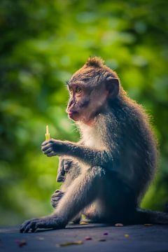 Monkey Forest Ubud van Bianca  Hinnen