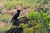 Black woodpecker