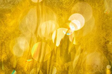 Warm licht van Corinne Welp