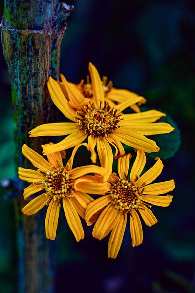Ligularia van Vera Zuur