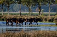 Chevaux à Fochteloërveen
