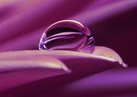 Water drop