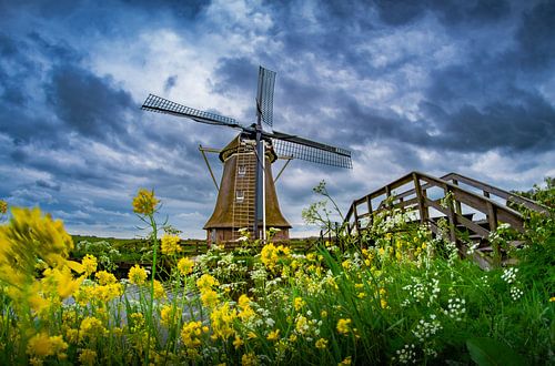 Mill near Leeuwarden - Dutch Sky & Blooming Foreground