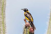 Orangefarbener Trupial auf einem Kaktus