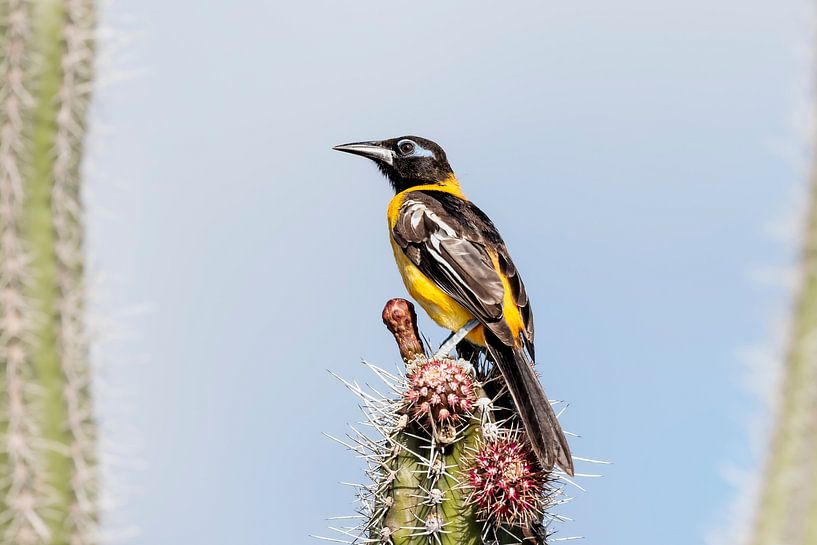 Trupial orange sur un cactus par Tim Emmerzaal