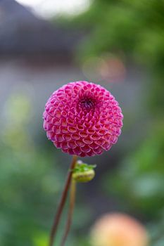 Dahlia Amber Crystal