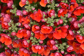 Nemesia