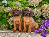 Beierse Bergzweethond Puppies met Bloemen van Katho Menden thumbnail