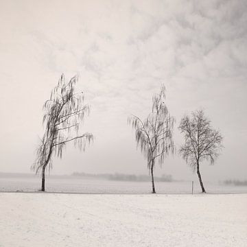 Birch Family von Lena Weisbek